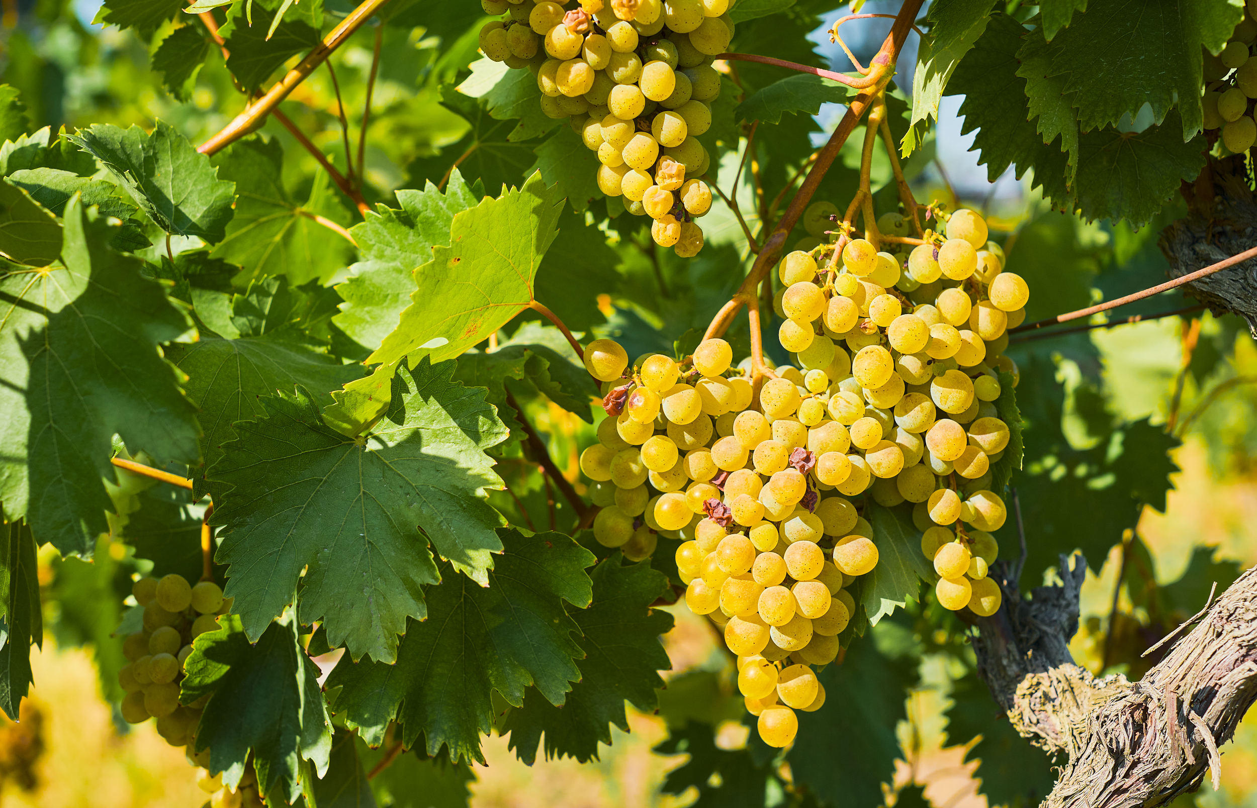 Domaine Freyburger - Vins d’Alsace Bio - Ammerschwihr - Oenotourisme Alsace Colmar