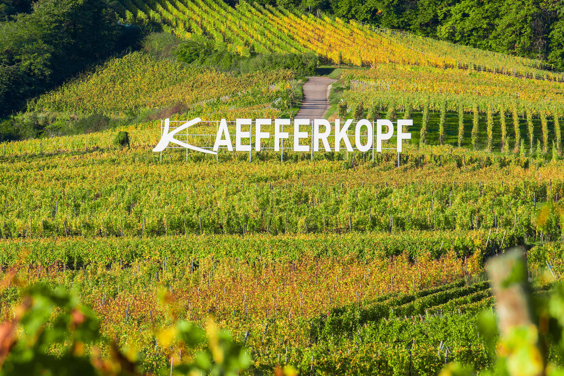 Domaine Freyburger - Vins d’Alsace Bio - Ammerschwihr - Oenotourisme Alsace Colmar